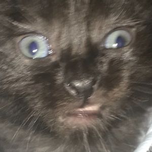 Meet your Posher, Karla